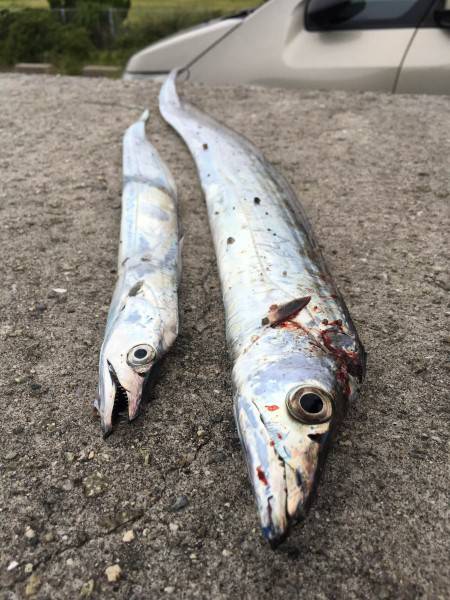 サーベル 朝マズメ編