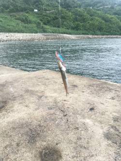 シーバス狙いが…。