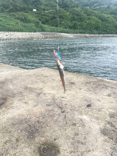 シーバス狙いが…。