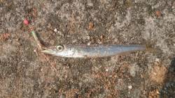 いろいろ釣れたよ