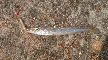 いろいろ釣れたよ