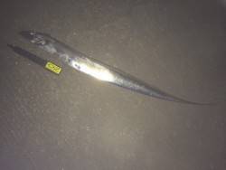 和歌山タチウオ・・・