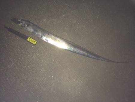 和歌山タチウオ・・・