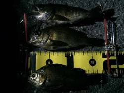 梅雨メバルを求めて