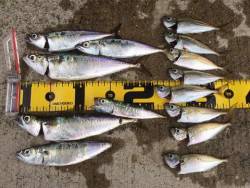 ジグサビキでサバ!アジ!