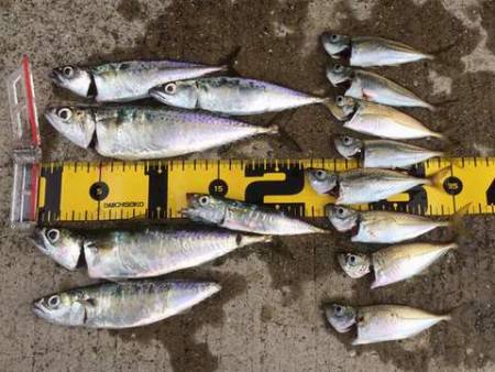 ジグサビキでサバ!アジ!