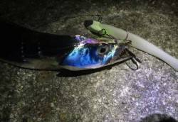 淡路ペラタチ釣行