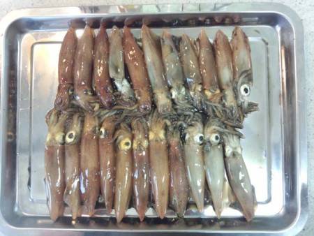 大蔵海岸、ケンサキイカ好調