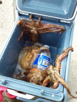 今日もたこ！タコ！蛸！