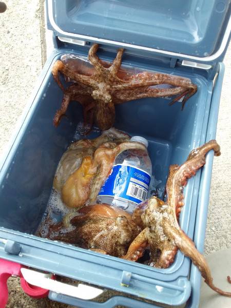 今日もたこ！タコ！蛸！