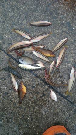 足元エサ釣りベラ爆釣