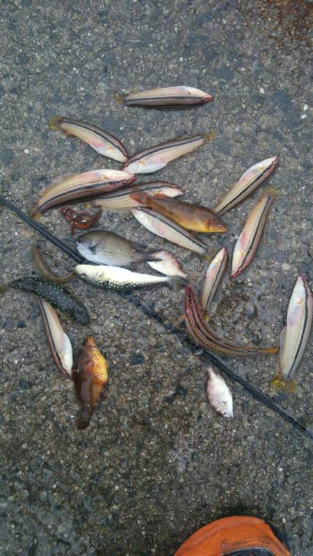 足元エサ釣りベラ爆釣