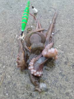 飽きもせず、たこ、タコ、蛸！