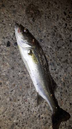 あじんぐのはずが