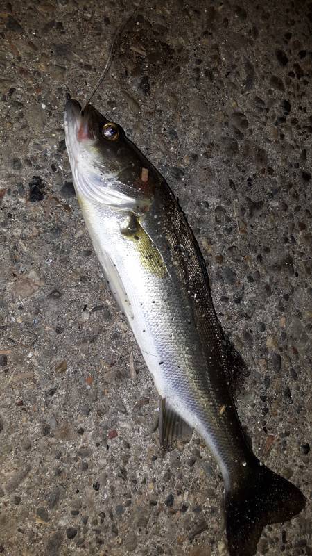 あじんぐのはずが