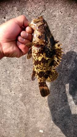 毎週必ず釣れてます