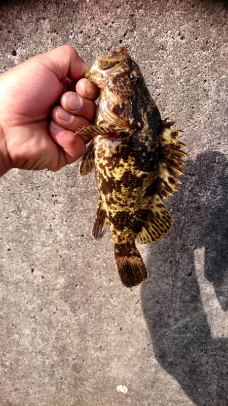 毎週必ず釣れてます