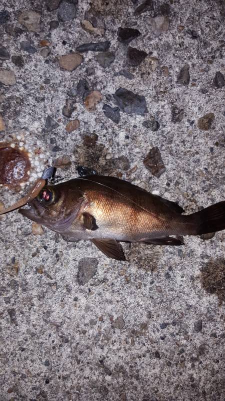 梅雨メバル！？