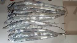 2、3匹の予定が…