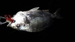 淀川ナイトキビレ