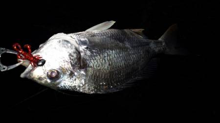 淀川ナイトキビレ