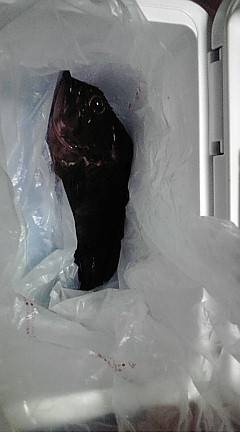 メバルとガシラ