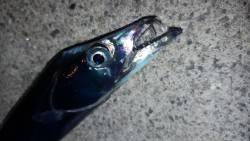 可愛いサイズのタチウオrush！