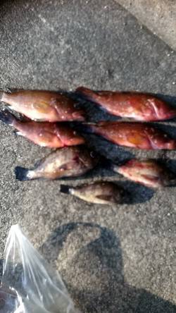 ロックフィッシュ