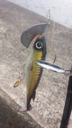 マゴチ狙ってたので、びっくりしました。(笑)