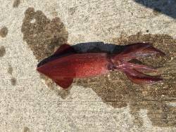 昼間っからケンサキ