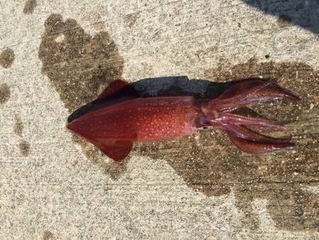 昼間っからケンサキ