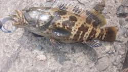 これは…チャイロマルハタ?