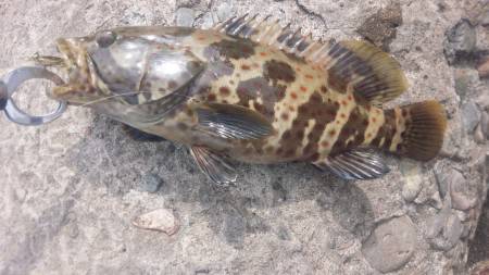 これは…チャイロマルハタ?