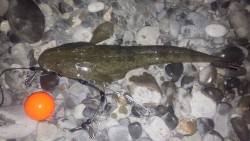 夕まずめ1時間半の勝負。