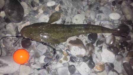 夕まずめ1時間半の勝負。