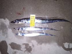 超メジャースポットで釣れちゃいました。