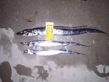 超メジャースポットで釣れちゃいました。