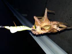 仕事帰りのオクトパッシング