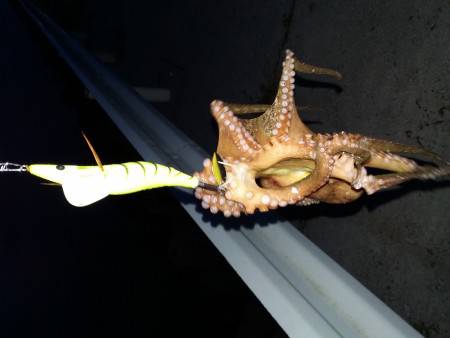 仕事帰りのオクトパッシング