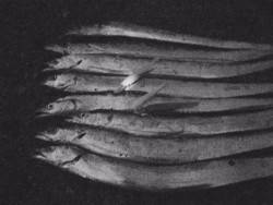 雨の合間に太刀魚ざんまい