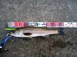 大蔵海岸 アイマ ソルトスキマーでシーバス！