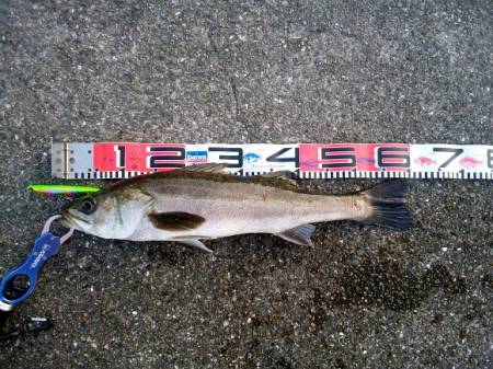 大蔵海岸 アイマ ソルトスキマーでシーバス！