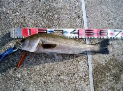 大蔵海岸でトップゲーム アイマ ソルトスキマーでシーバス！