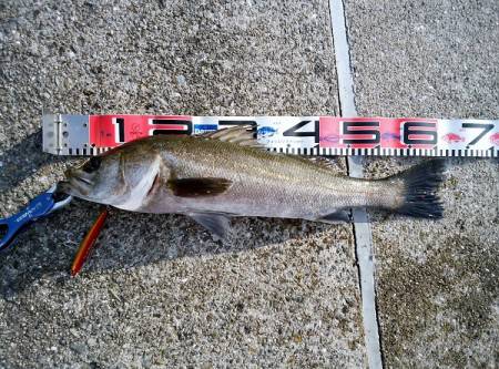 大蔵海岸でトップゲーム アイマ ソルトスキマーでシーバス！