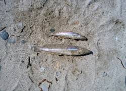 明石川河口サーフでキス狙いのチョイ投げ