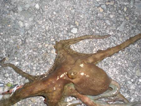 タコ大きなのが釣れた