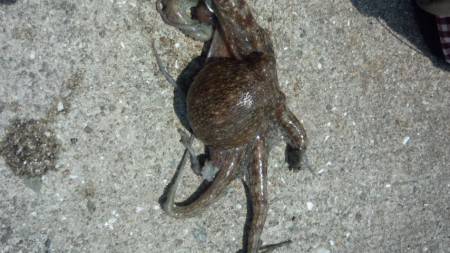 日中でもタコ釣れる