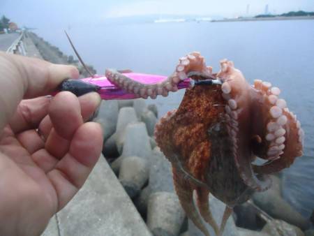 夕立ち後のタコ