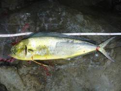 冲磯チャレンジ