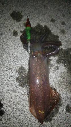 今シーズン初ケンサキ♪